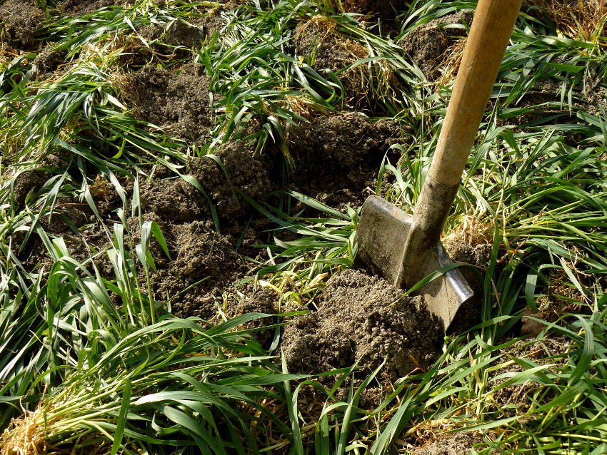 green manure diggin in